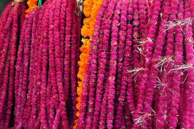 तिहारका लागि दुई लाख मखमली माला निर्यात हुने 